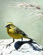 Serin de Sainte-Hélène