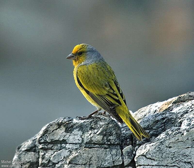 Cape Canary male adult, identification