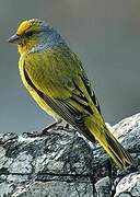 Serin du Cap