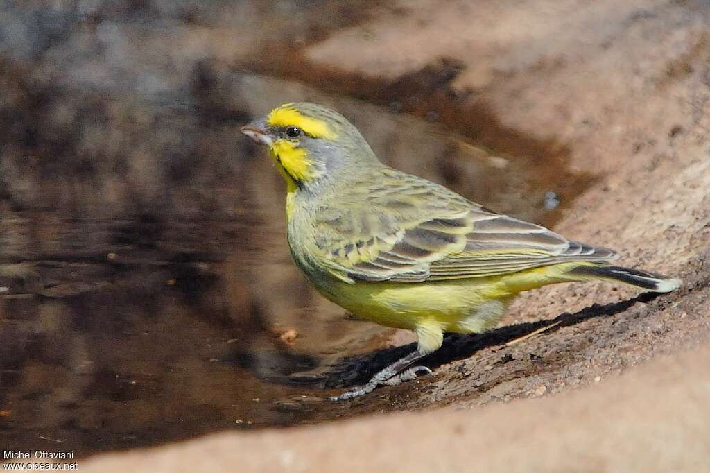 Serin du Mozambique mâle adulte, identification