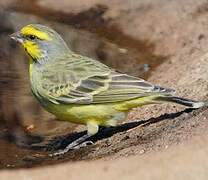 Yellow-fronted Canary