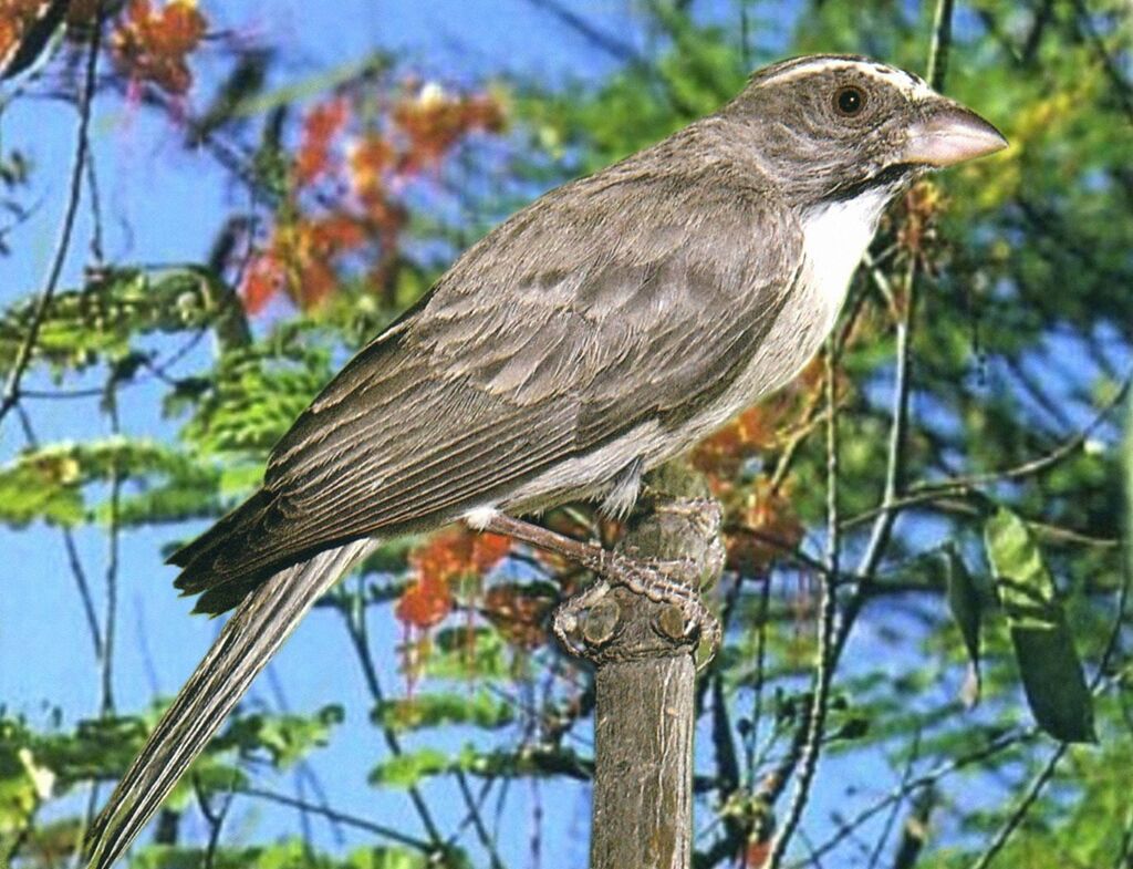 Streaky-headed Seedeateradult