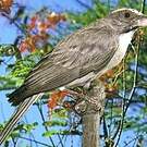 Serin gris