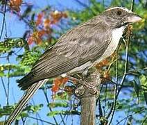 Streaky-headed Seedeater