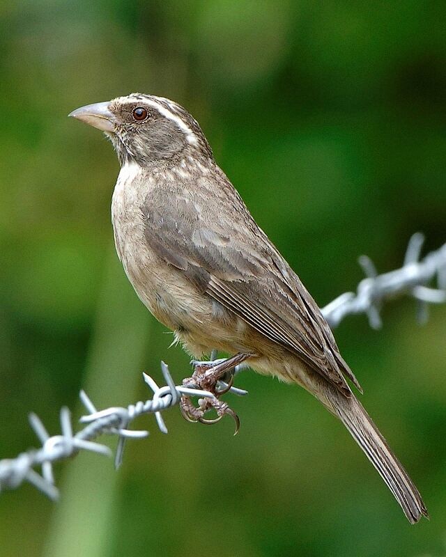 Streaky-headed Seedeater