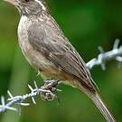 Serin gris