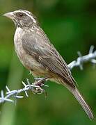 Streaky-headed Seedeater