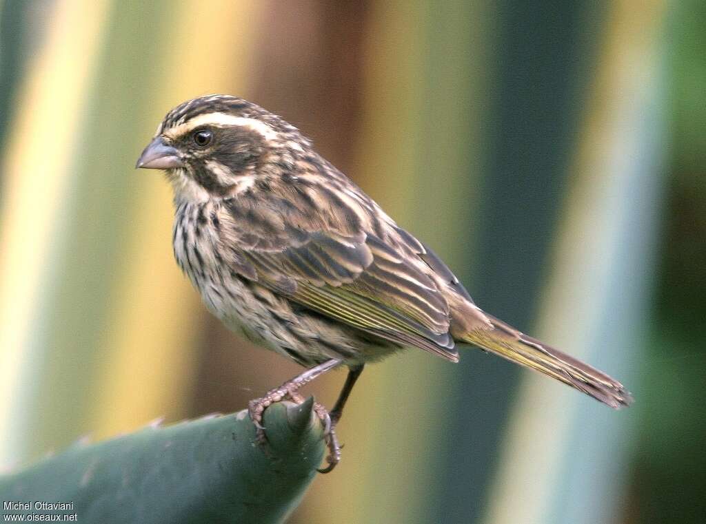 Streaky Seedeateradult, identification