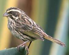 Streaky Seedeater