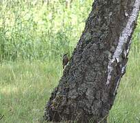 Eurasian Nuthatch