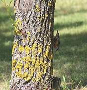 Eurasian Nuthatch