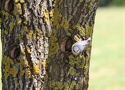 Eurasian Nuthatch