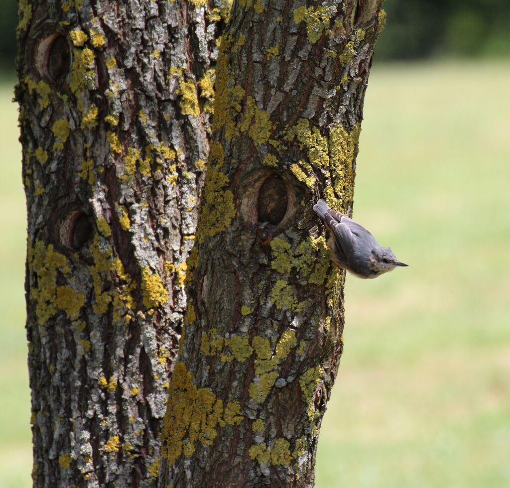 Eurasian Nuthatch