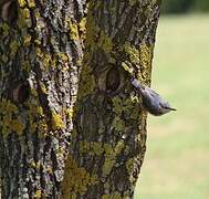 Eurasian Nuthatch