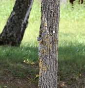 Eurasian Nuthatch