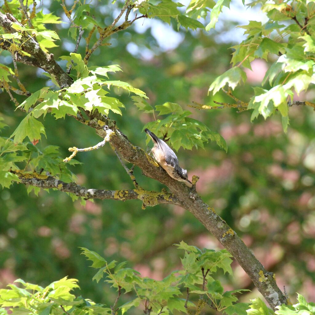 Eurasian Nuthatch