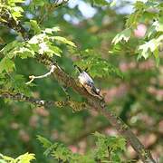 Eurasian Nuthatch