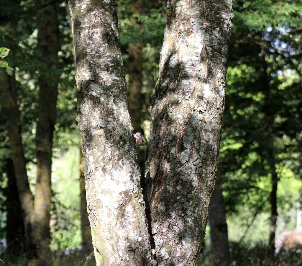 Eurasian Nuthatch