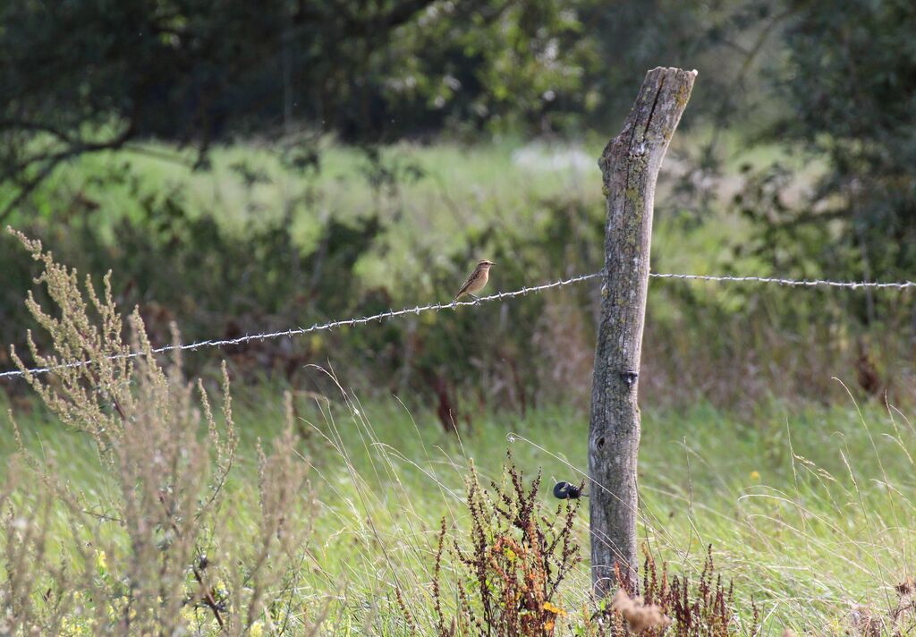 Whinchat