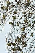 Eurasian Siskin