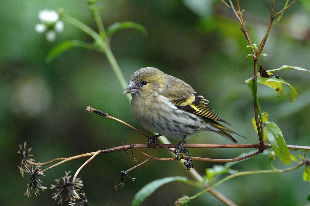 Eurasian Siskin female adult breeding