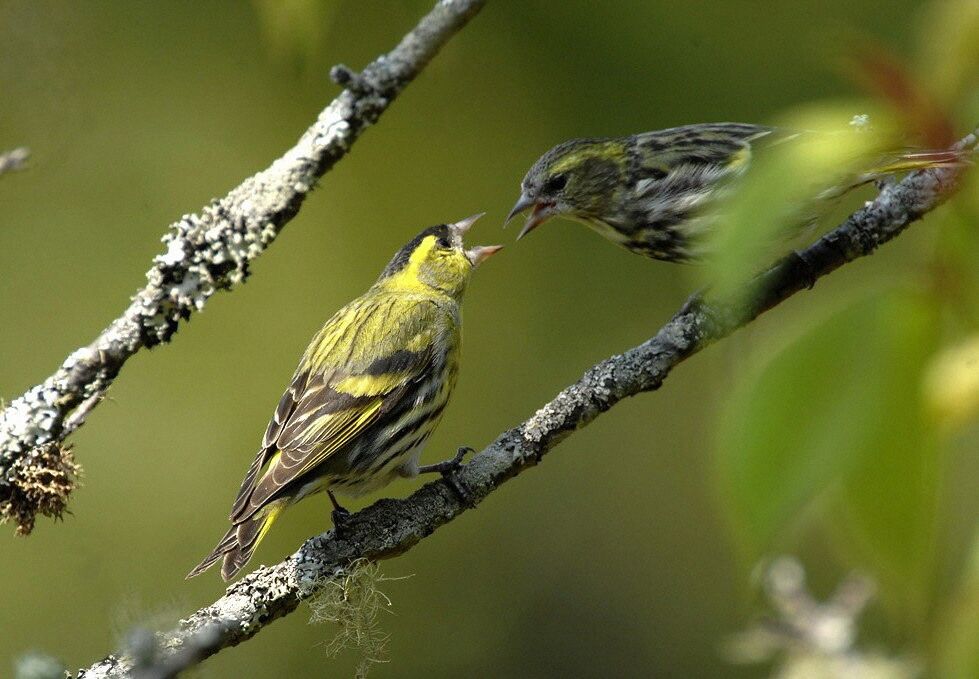 Eurasian Siskin adult breeding