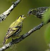 Eurasian Siskin