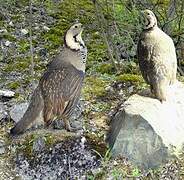 Himalayan Snowcock