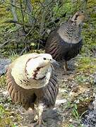 Himalayan Snowcock