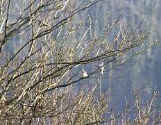 Eurasian Collared Dove