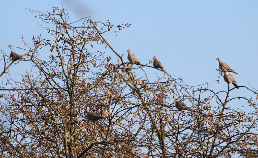 Eurasian Collared Dove