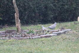 Eurasian Collared Dove