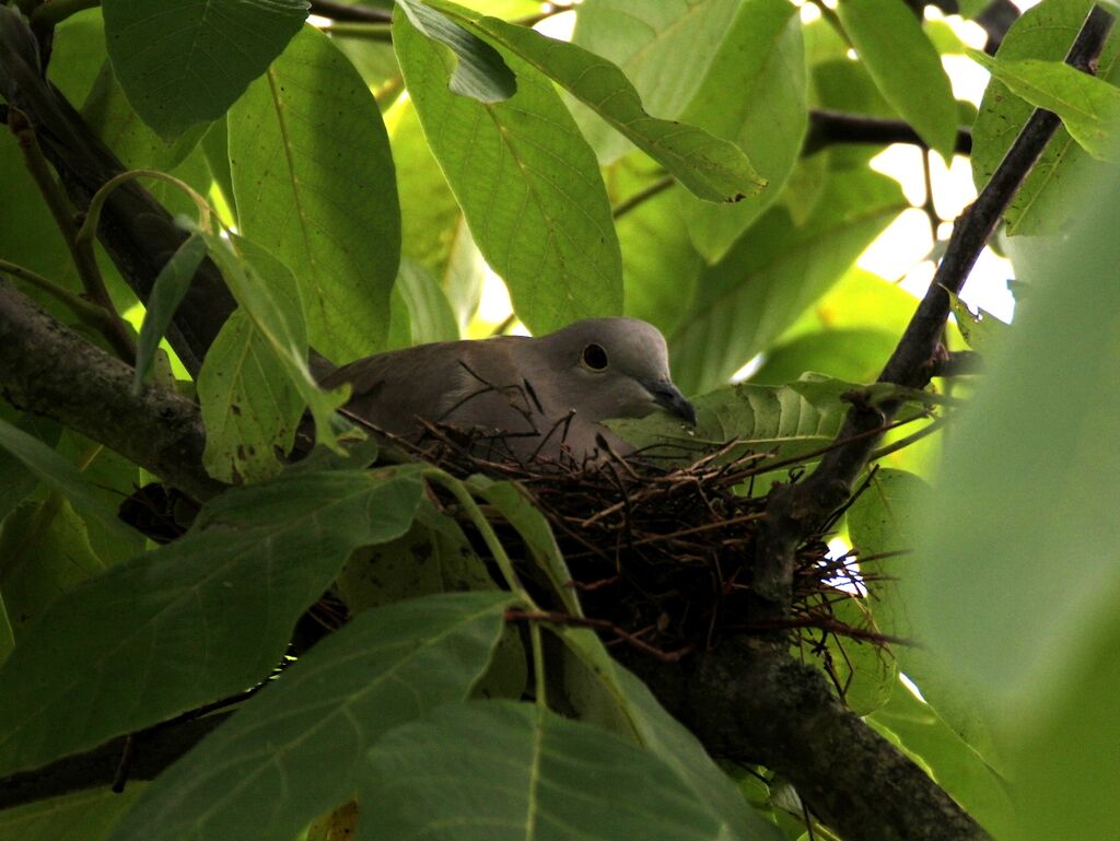 Eurasian Collared Dove