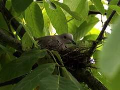 Eurasian Collared Dove