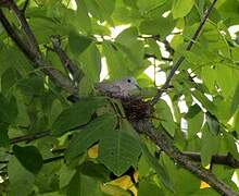 Eurasian Collared Dove