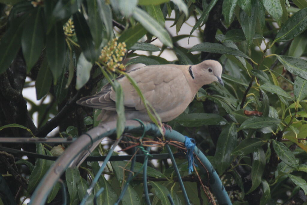 Eurasian Collared Dove