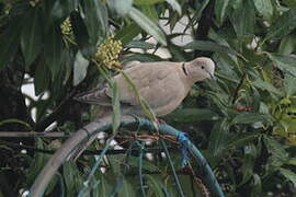 Eurasian Collared Dove