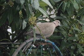 Eurasian Collared Dove