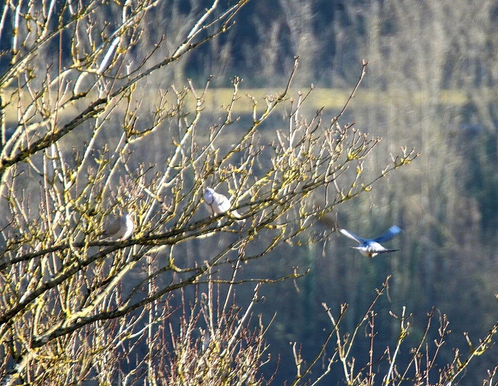 Eurasian Collared Dove