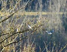 Eurasian Collared Dove