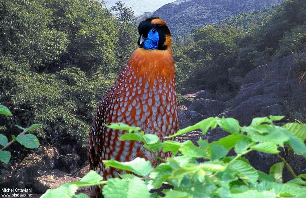 Temminck's Tragopan male adult, habitat, pigmentation