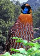 Temminck's Tragopan