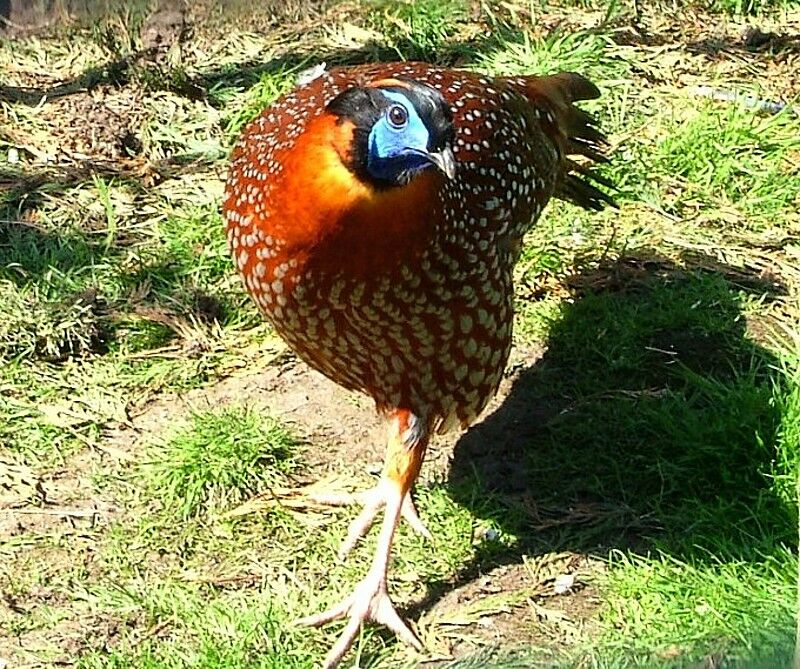 Temminck's Tragopan male adult