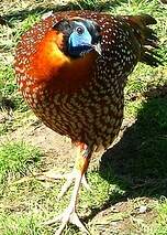 Tragopan de Temminck