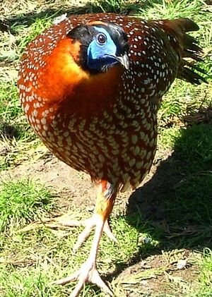 Tragopan de Temminck