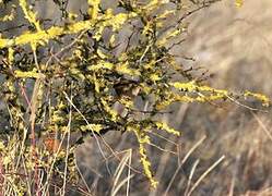 Eurasian Wren