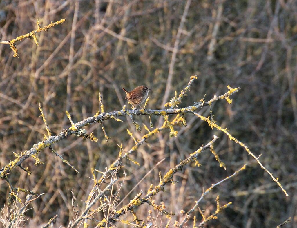 Eurasian Wren