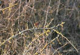 Eurasian Wren