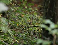 Eurasian Wren