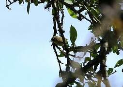 Eurasian Wren